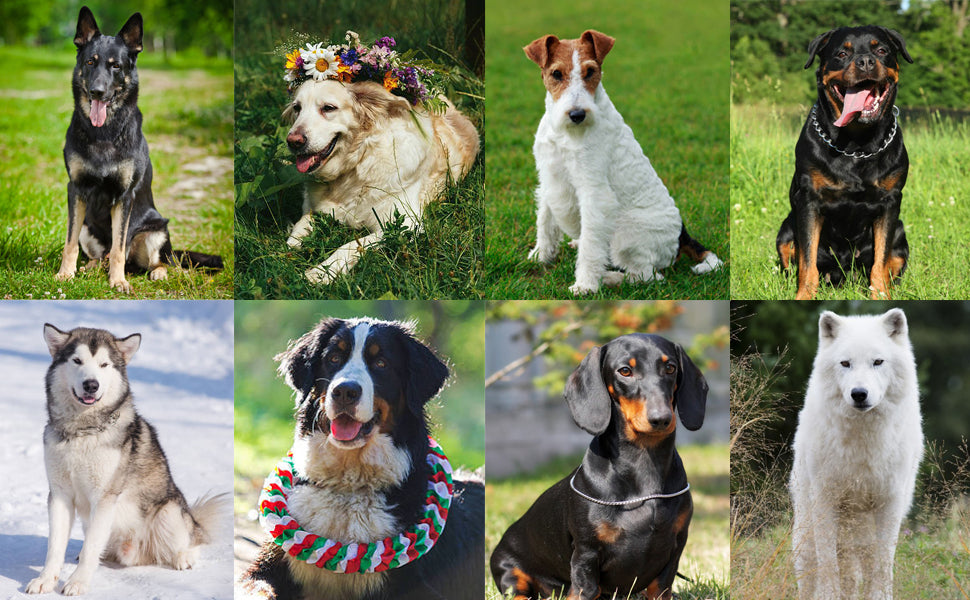 Variety of dogs including a Rottweiler, Labrador, and German Shepherd with a focus on dog training clicker use