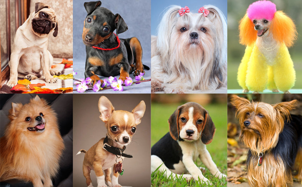 Assorted small dog breeds, including pugs and chihuahuas, perfect for using a dog training clicker