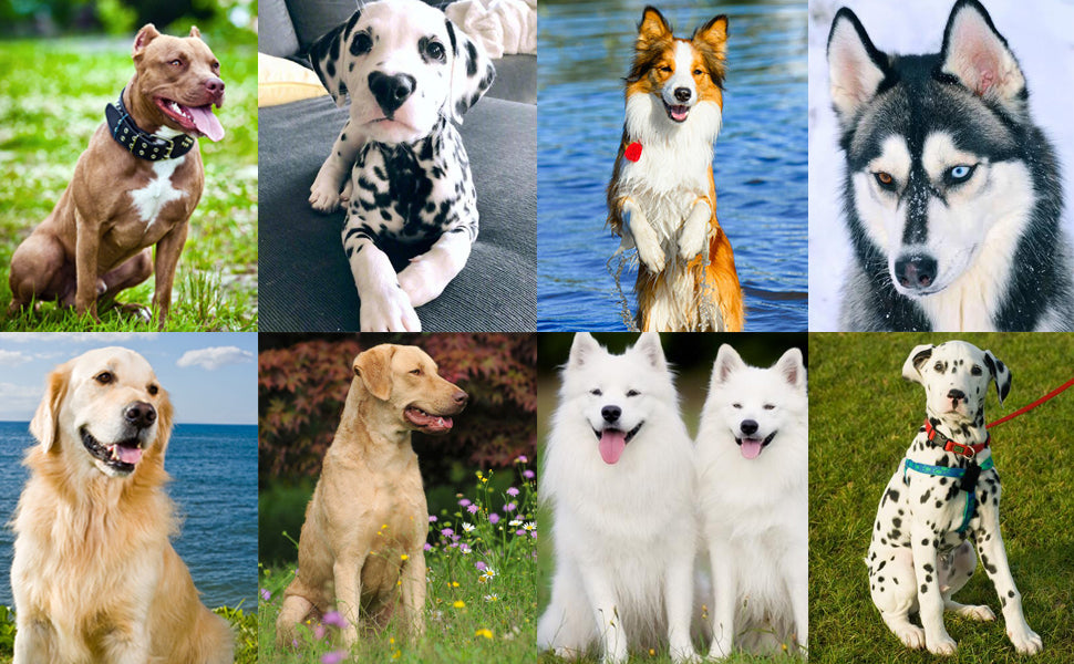 Various dog breeds featuring a dog training clicker for effective training sessions